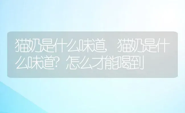 猫奶是什么味道,猫奶是什么味道?怎么才能喝到 | 养殖资料