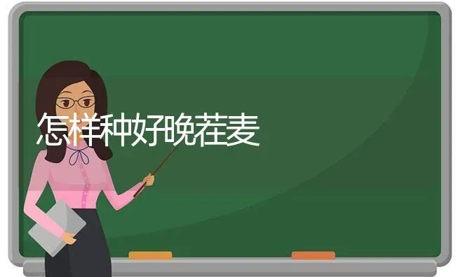 怎样种好晚茬麦 | 养殖知识