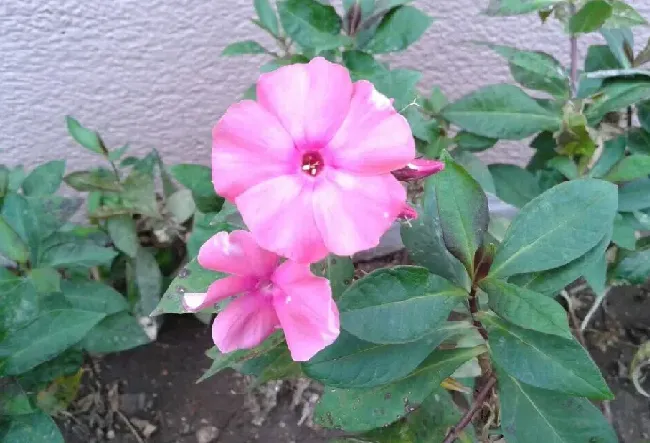 凤仙花是什么花,凤仙花什么花？
