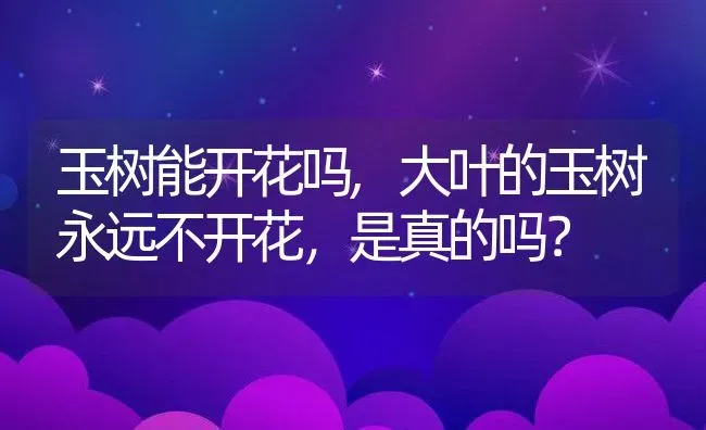 玉树能开花吗,大叶的玉树永远不开花，是真的吗？ | 养殖科普