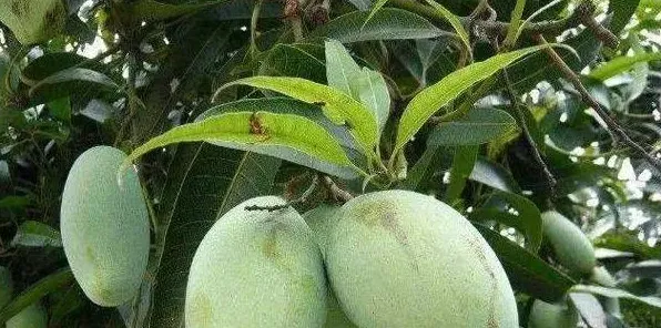 芒果高产种植的管理技巧 | 生活常识