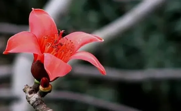 三月开什么花,每月开的花都有什么花？