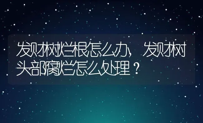 发财树烂根怎么办,发财树头部腐烂怎么处理？ | 养殖科普