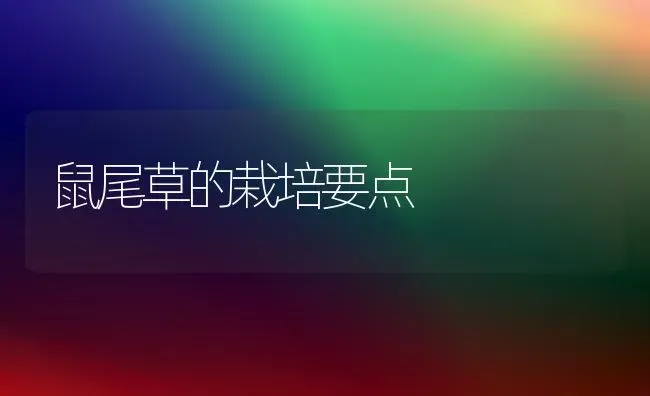 鼠尾草的栽培要点 | 养殖技术大全