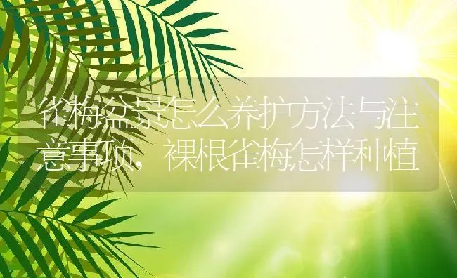 雀梅盆景怎么养护方法与注意事项,裸根雀梅怎样种植 | 养殖学堂