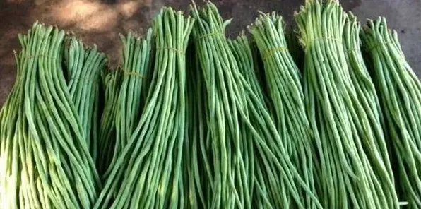 种植豆角做好这五大点，才能种出高质量豆角！ | 常识大全