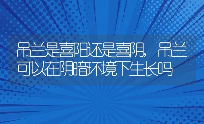 吊兰是喜阳还是喜阴,吊兰可以在阴暗环境下生长吗 | 养殖科普