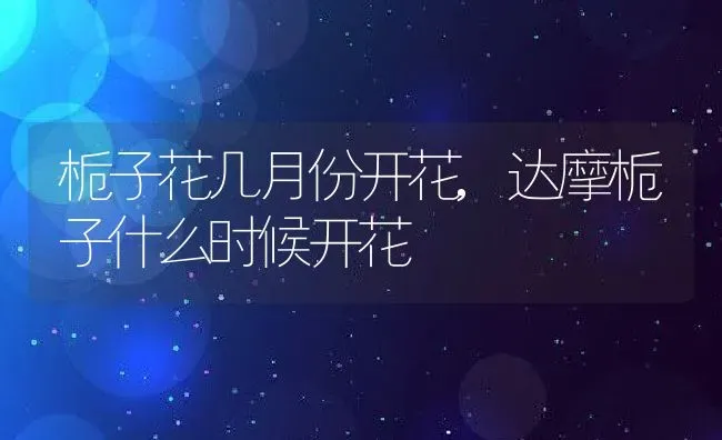 栀子花几月份开花,达摩栀子什么时候开花 | 养殖学堂