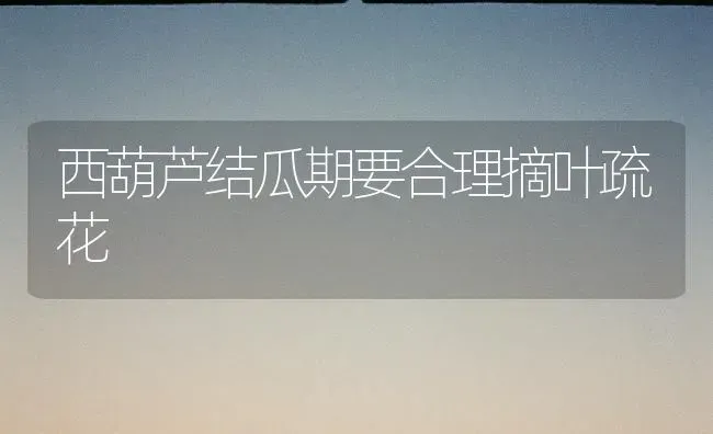 西葫芦结瓜期要合理摘叶疏花 | 养殖技术大全