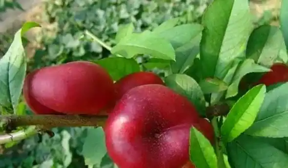 新品种桃树苗介绍,桃树最好品种？