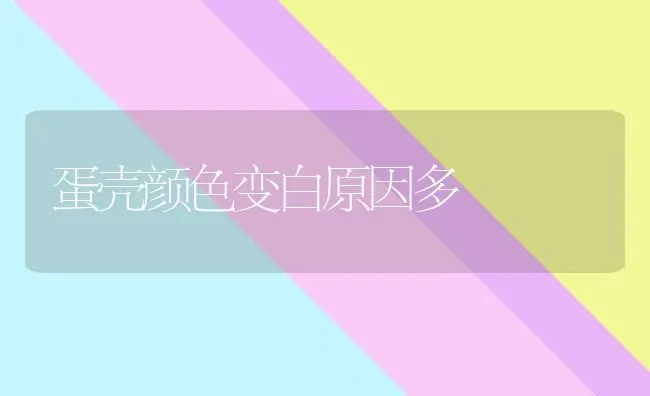 蛋壳颜色变白原因多 | 养殖知识