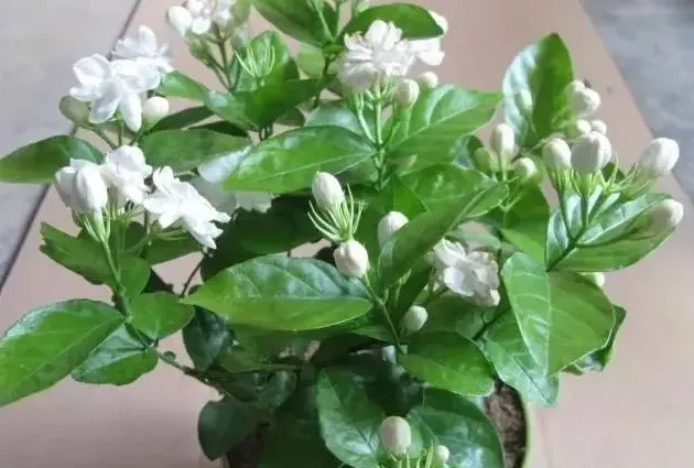 茉莉花什么时候修剪好,茉莉花怎么剪枝，什么时候剪合适？