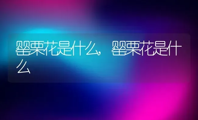 萨摩耶好养吗,萨摩耶好养吗?优缺点有哪些 | 养殖科普