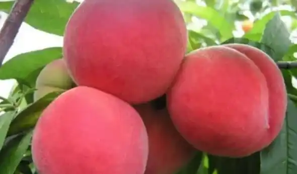 新品种桃树苗介绍,桃树最好品种？