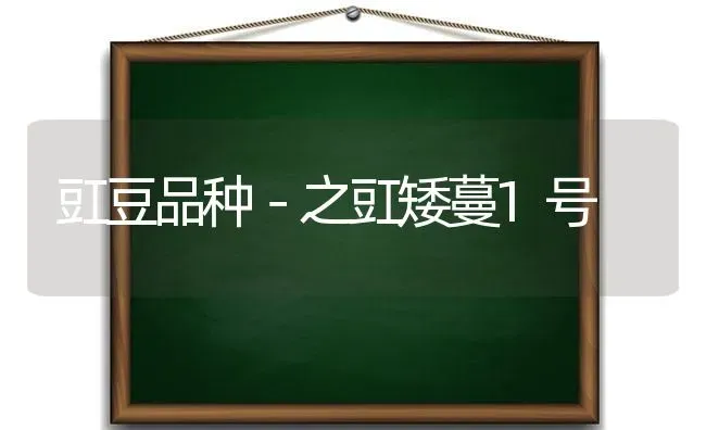 豇豆品种－之豇矮蔓1号 | 养殖知识