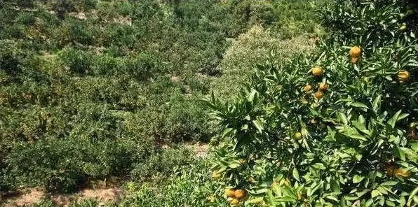 七月底果树怎么追肥好？要高产这四个追肥关键期还是得做好！ | 生活常识
