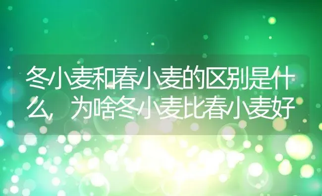 冬小麦和春小麦的区别是什么,为啥冬小麦比春小麦好 | 养殖学堂