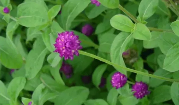 千日红怎么做干花 | 生活妙招