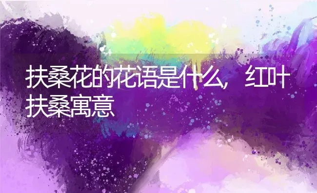 扶桑花的花语是什么,红叶扶桑寓意 | 养殖学堂