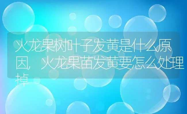 火龙果树叶子发黄是什么原因,火龙果苗发黄要怎么处理掉 | 养殖学堂