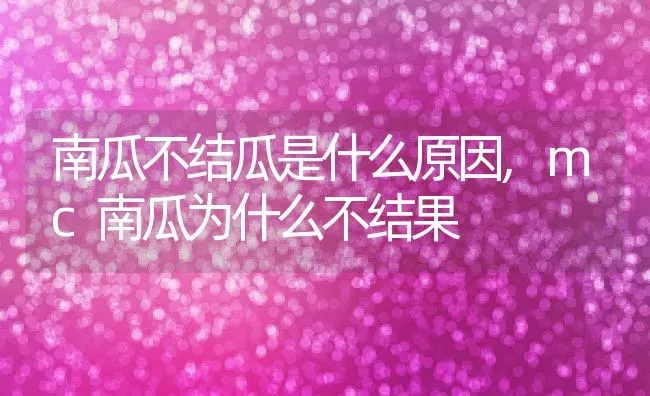 南瓜不结瓜是什么原因,mc南瓜为什么不结果 | 养殖学堂