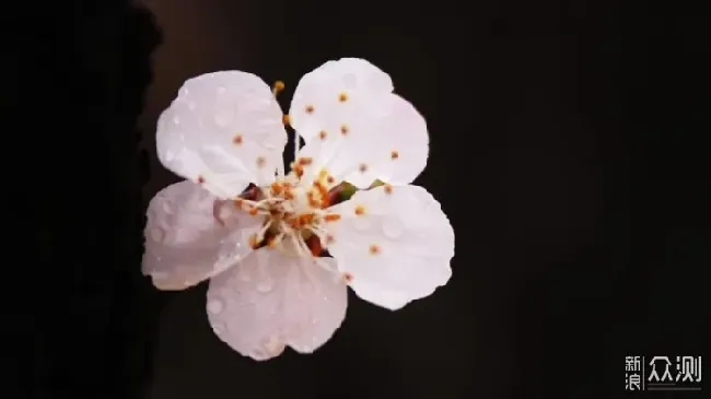 海棠花最有名的诗句,关于海棠花的诗词有哪些？