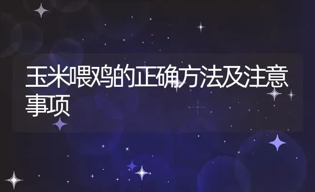 玉米喂鸡的正确方法及注意事项 | 养殖学堂
