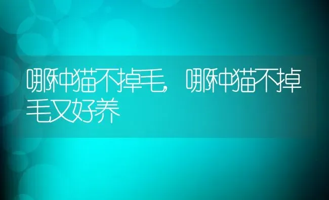 哪种猫不掉毛,哪种猫不掉毛又好养 | 养殖资料