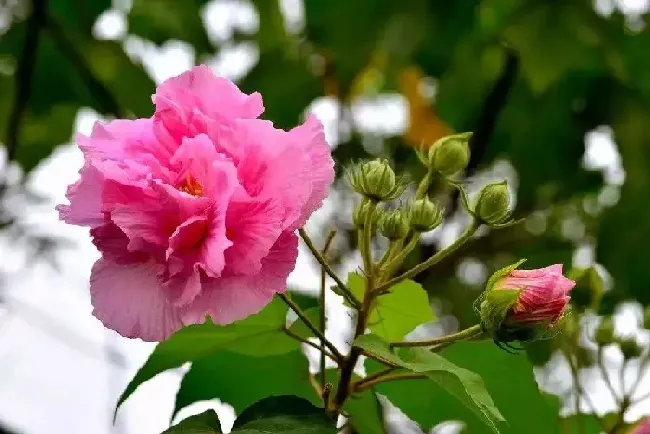 芙蓉花怎么养家庭养法,芙蓉花怎么养-芙蓉花四季芙蓉是否适合在卧室里养？