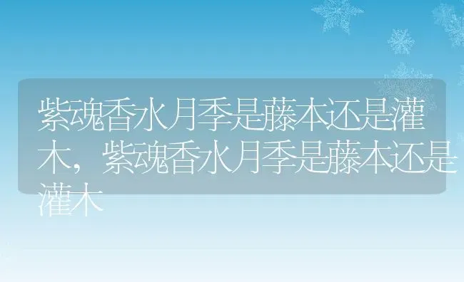 紫魂香水月季是藤本还是灌木,紫魂香水月季是藤本还是灌木 | 养殖科普