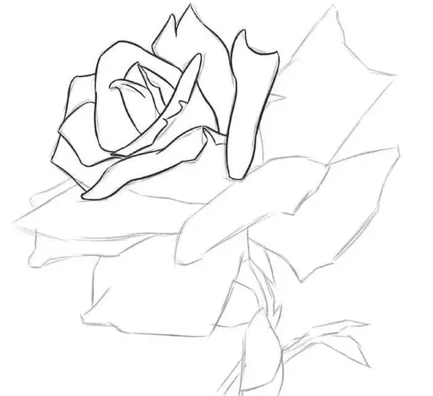 玫瑰花怎么画?,玫瑰花画法步骤图国画？