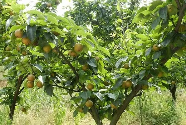 梨子丰产栽培技术要点分析 | 实用知识