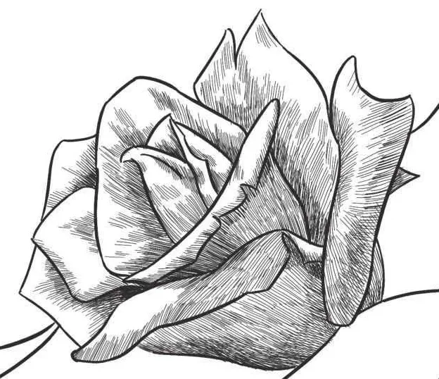 玫瑰花怎么画?,玫瑰花画法步骤图国画？