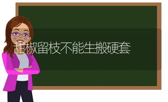 甜椒留枝不能生搬硬套 | 养殖知识