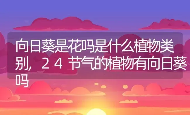 向日葵是花吗是什么植物类别,24节气的植物有向日葵吗 | 养殖学堂