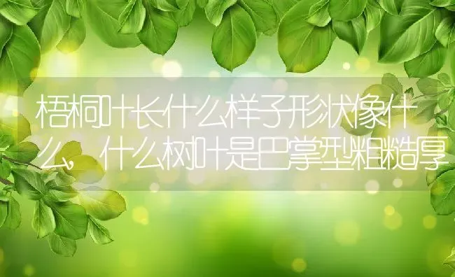 梧桐叶长什么样子形状像什么,什么树叶是巴掌型粗糙厚 | 养殖学堂