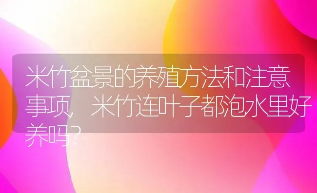 米竹盆景的养殖方法和注意事项,米竹连叶子都泡水里好养吗？ | 养殖科普