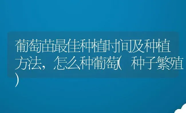 葡萄苗最佳种植时间及种植方法,怎么种葡萄(种子繁殖) | 养殖学堂