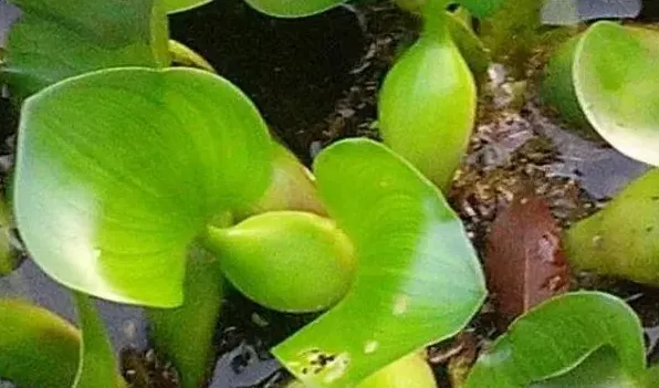 水葫芦的作用 | 常识大全