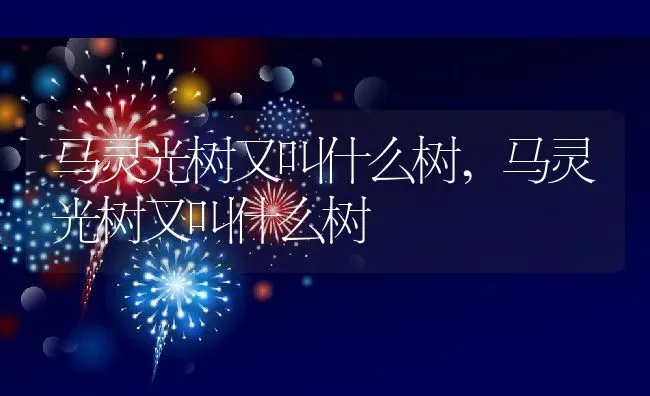 马灵光树又叫什么树,马灵光树又叫什么树 | 养殖科普