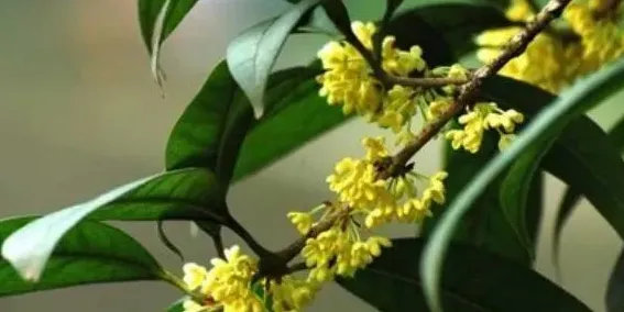 桂花可以用来干什么,桂花有什么样的用途？