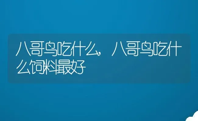 八哥鸟吃什么,八哥鸟吃什么饲料最好 | 养殖科普