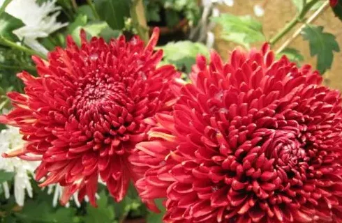 小什么菊中间怎么读,人淡如菊是什么意思？