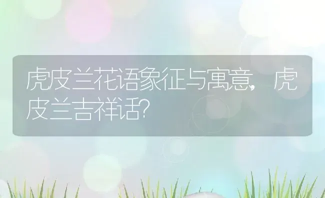 虎皮兰花语象征与寓意,虎皮兰吉祥话？ | 养殖科普