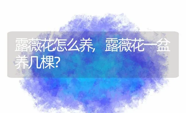 露薇花怎么养,露薇花一盆养几棵？ | 养殖科普