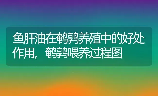 鱼肝油在鹌鹑养殖中的好处作用,鹌鹑喂养过程图 | 养殖学堂