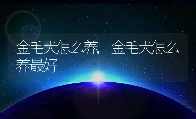 金毛犬怎么养,金毛犬怎么养最好 | 养殖资料