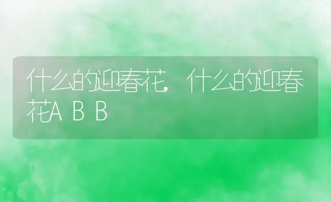 什么的迎春花,什么的迎春花ABB | 养殖资料