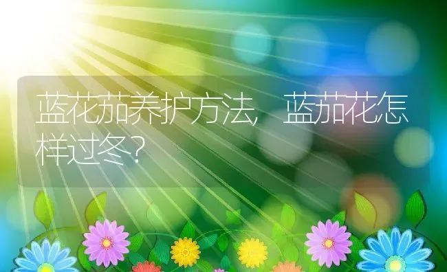 蓝花茄养护方法,蓝茄花怎样过冬？ | 养殖科普