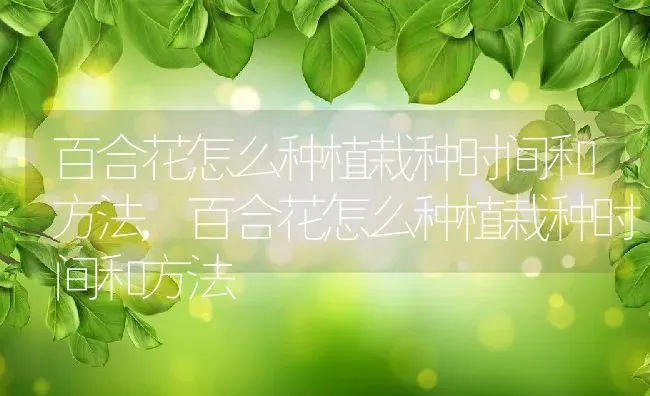 百合花怎么种植栽种时间和方法,百合花怎么种植栽种时间和方法 | 养殖科普